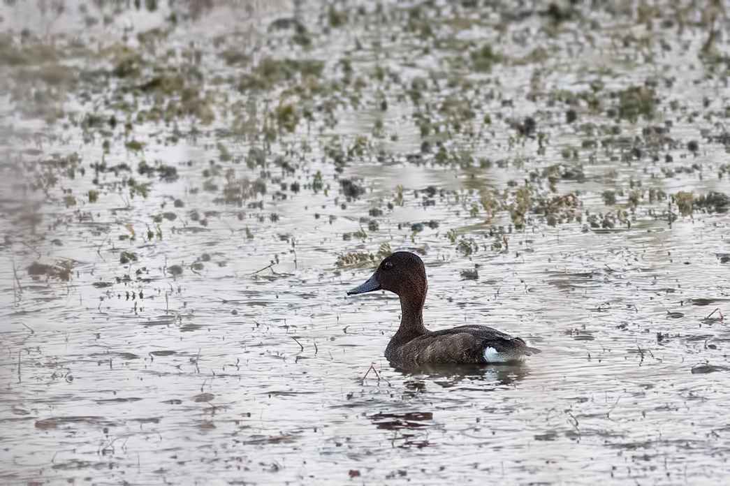 Ferruginous Duck